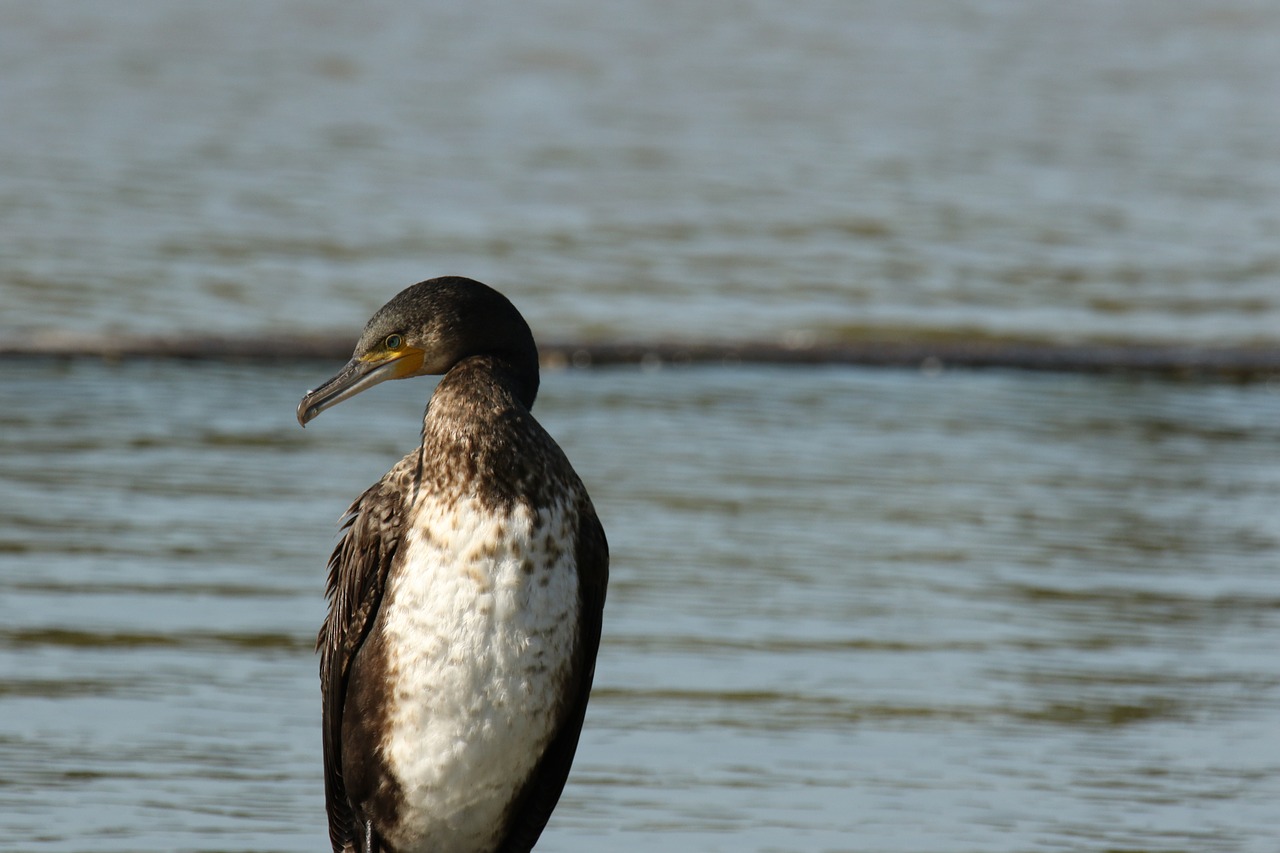 cormorant  white-breasted  waterbird free photo