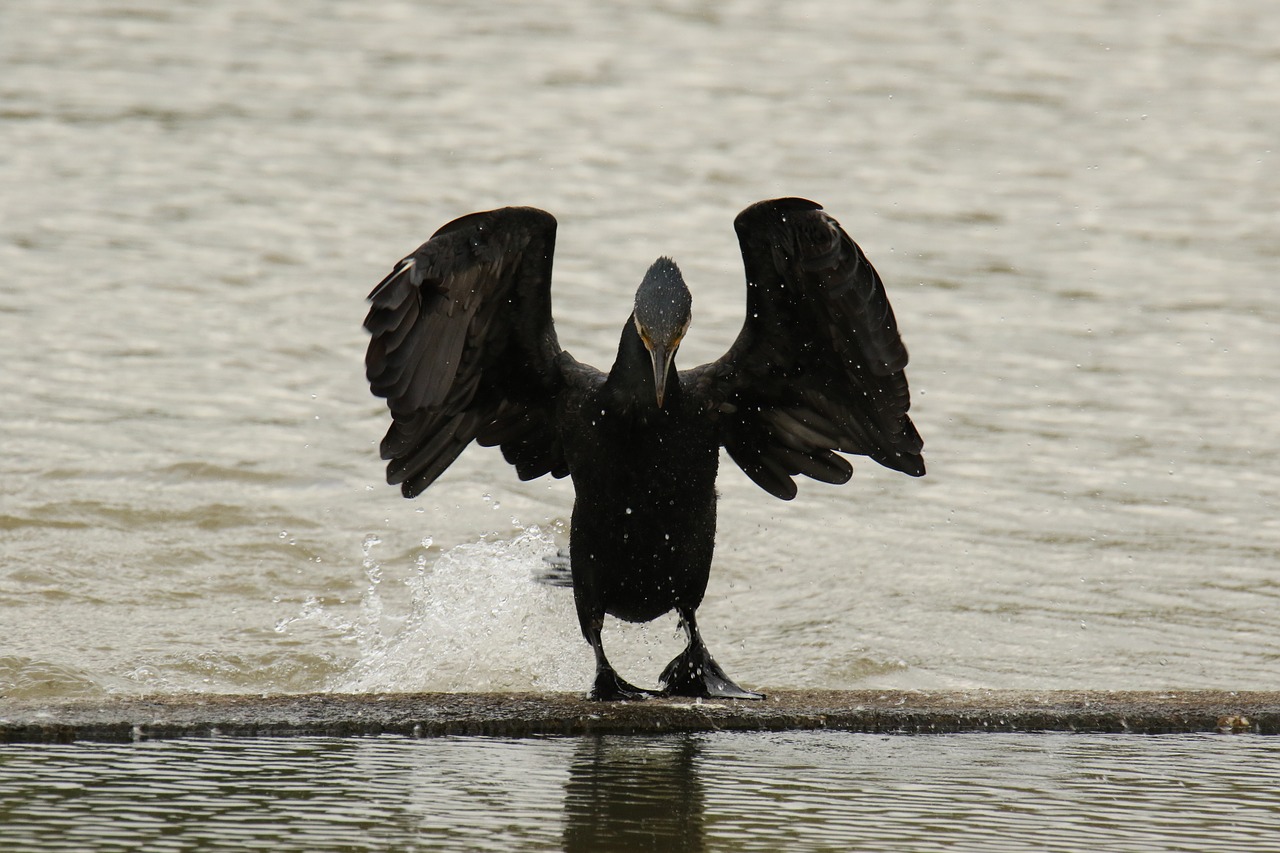 cormorant  bird  black free photo