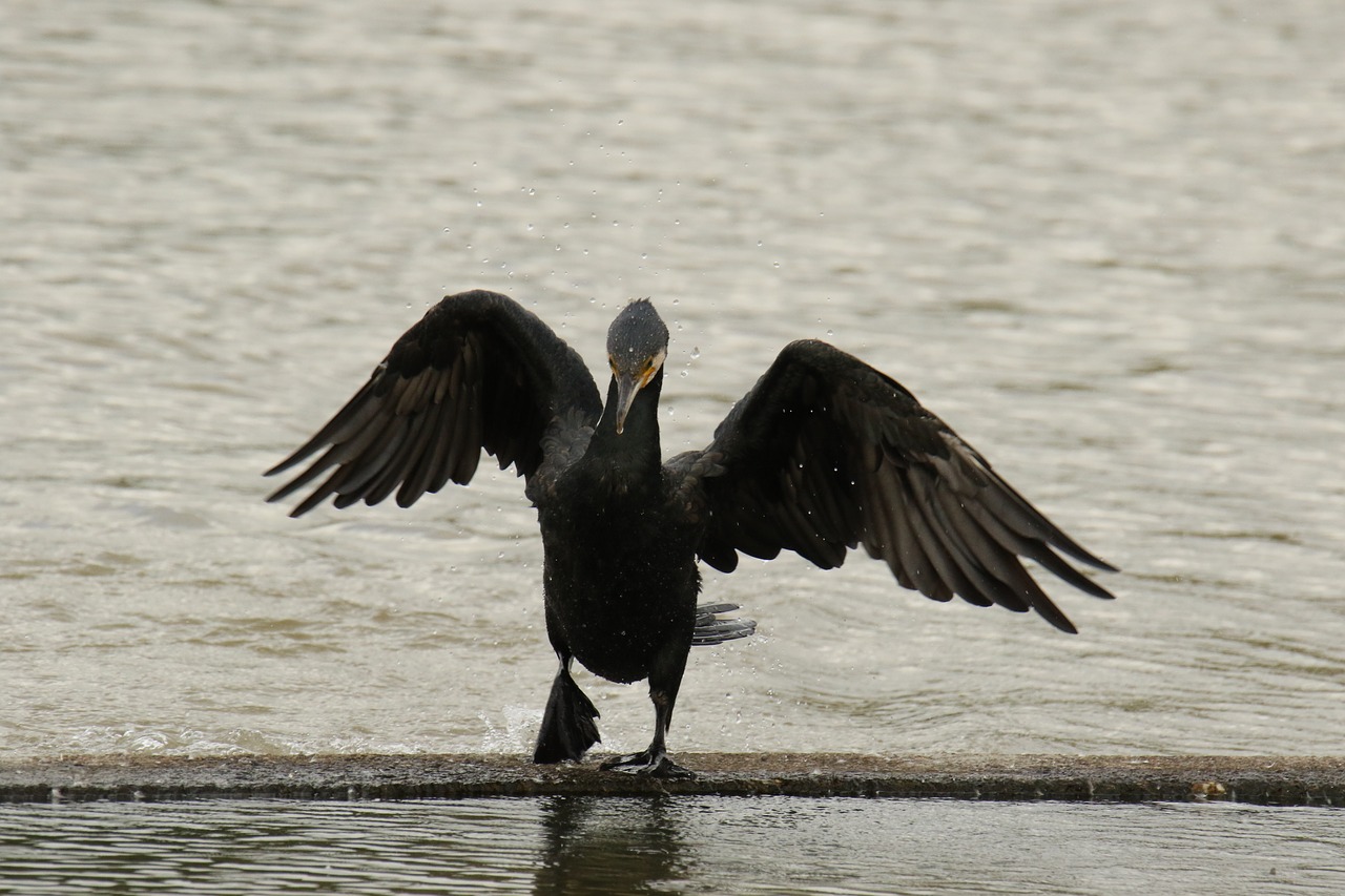 cormorant  black  wings free photo