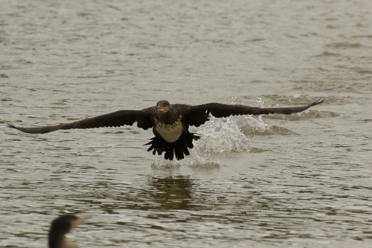 cormorant  bird  white-breasted free photo