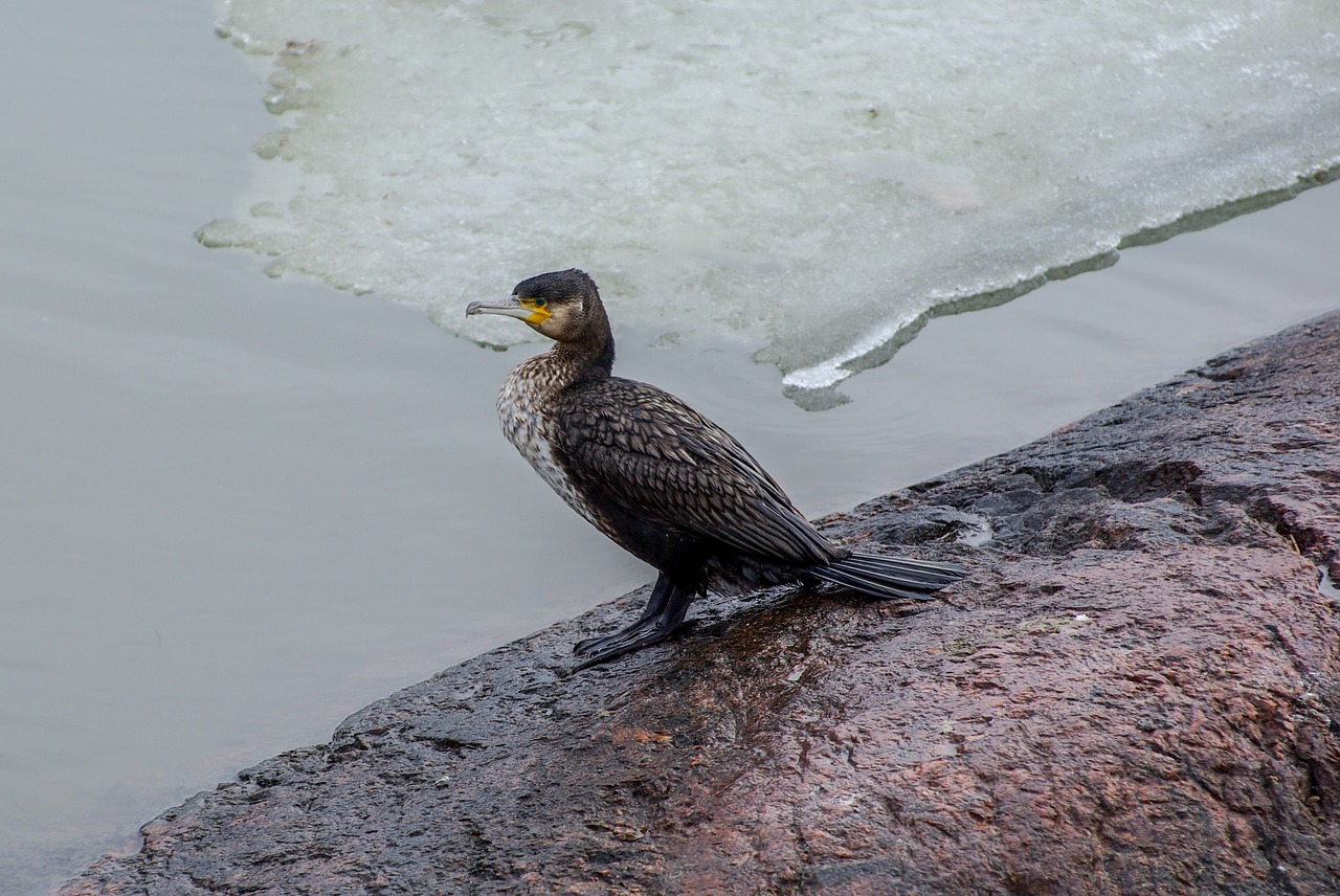 cormorant  spring  ice free photo