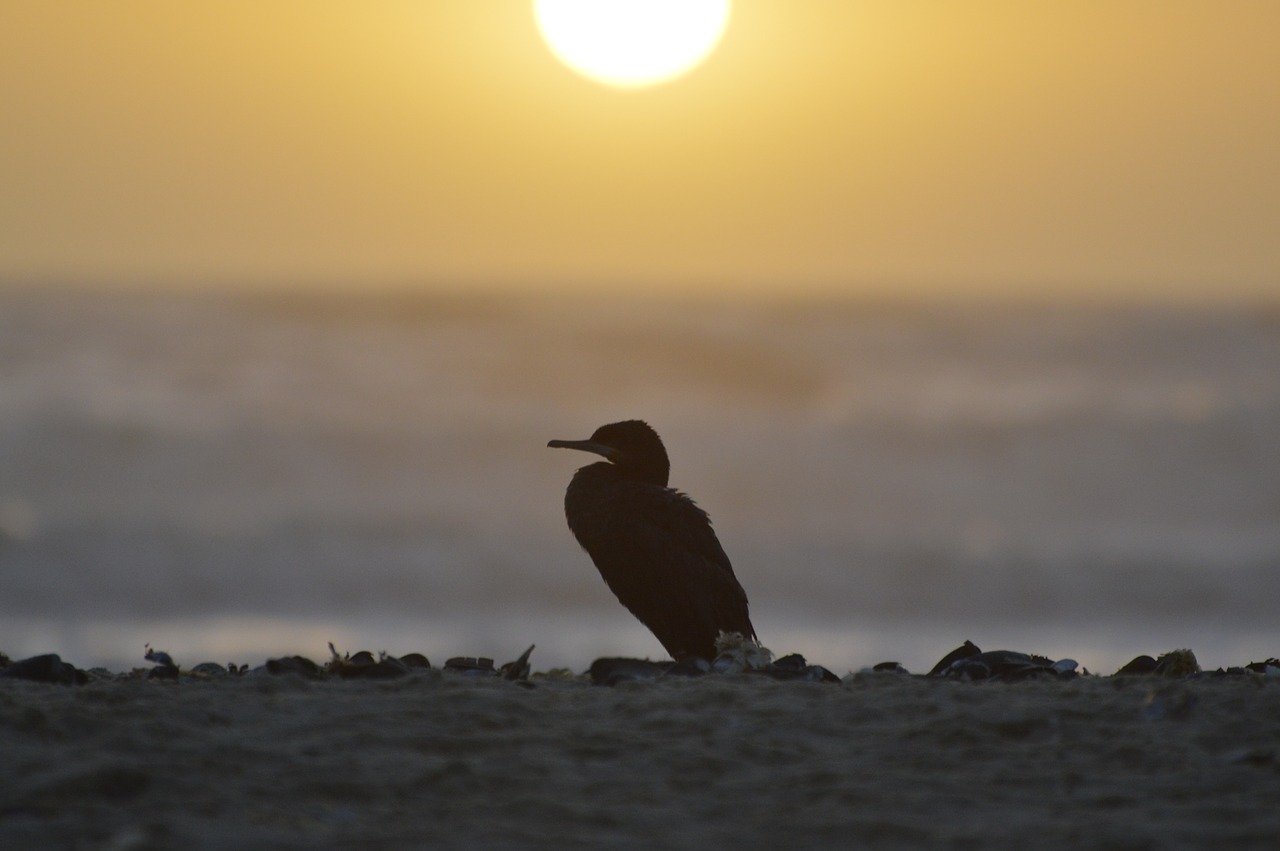 cormorant  maverick  sunset free photo