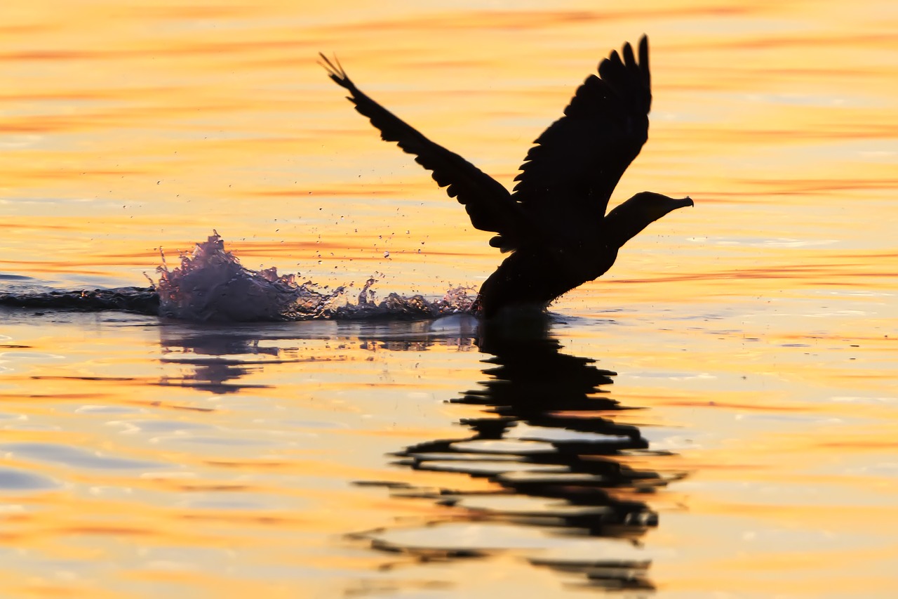 cormorant  duck  water free photo