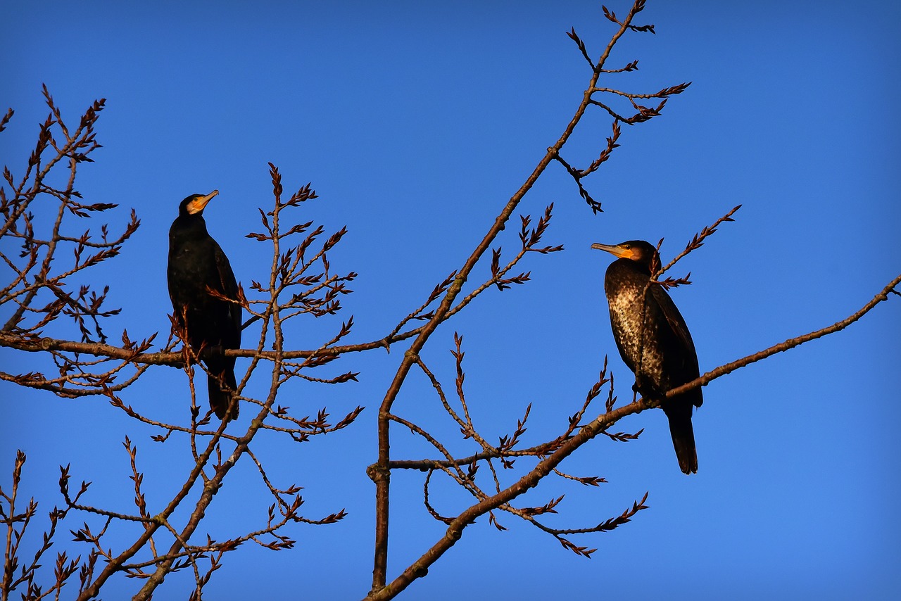 cormorant  bird  animal free photo