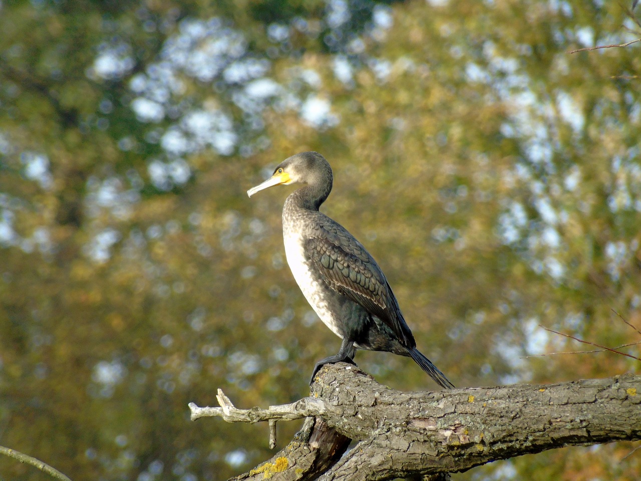 cormorant  water birds  animals free photo