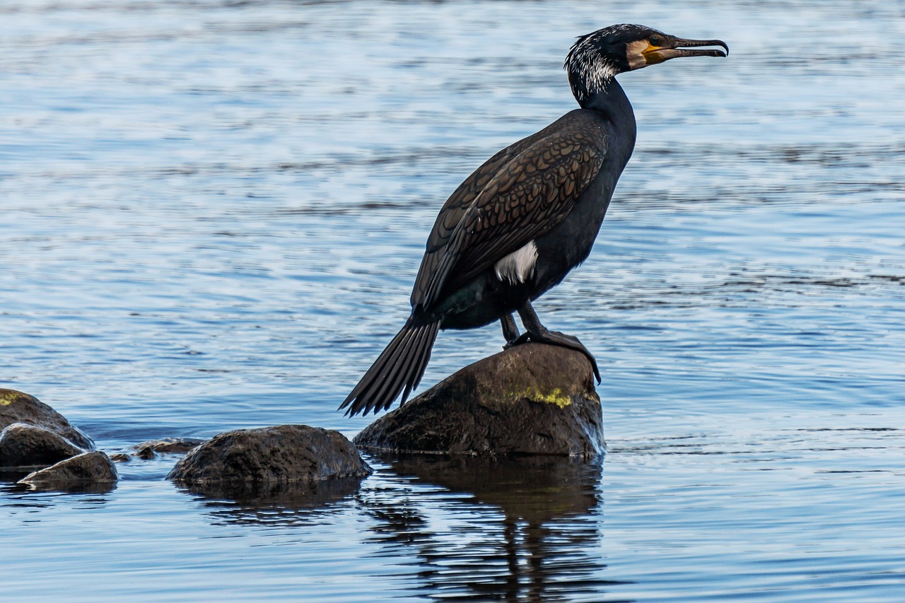 cormorant  bird  animal free photo