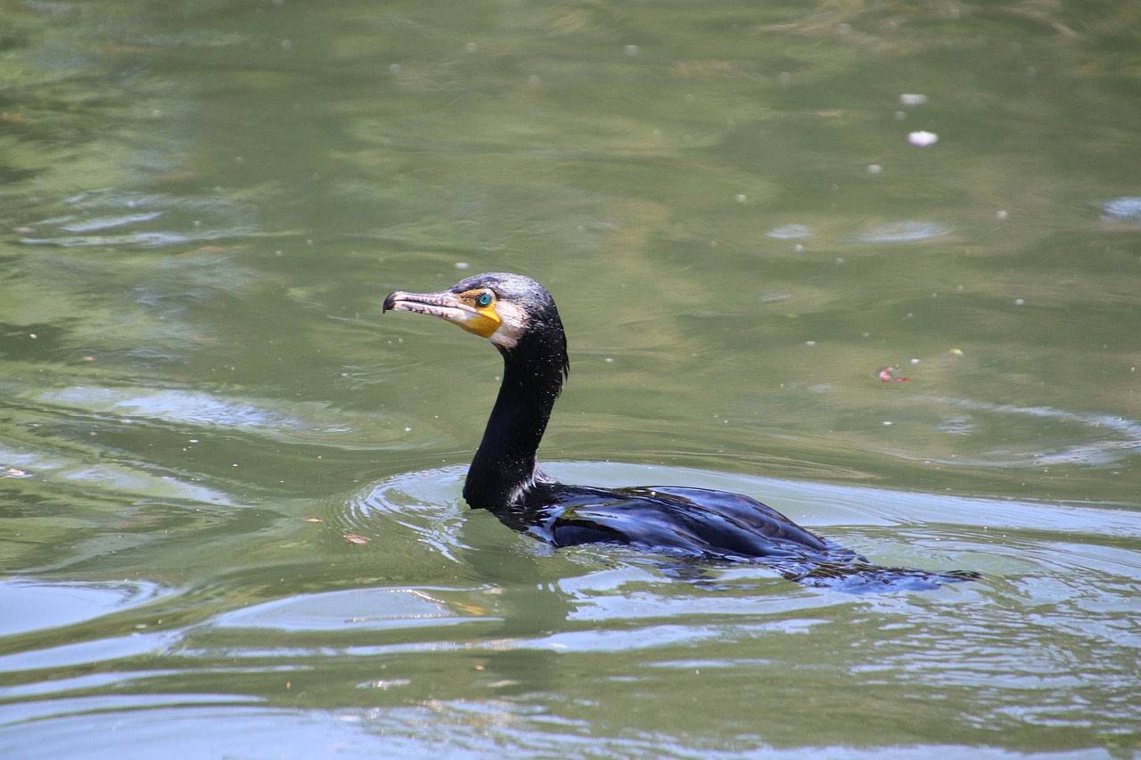 cormorant  birds  eyes free photo