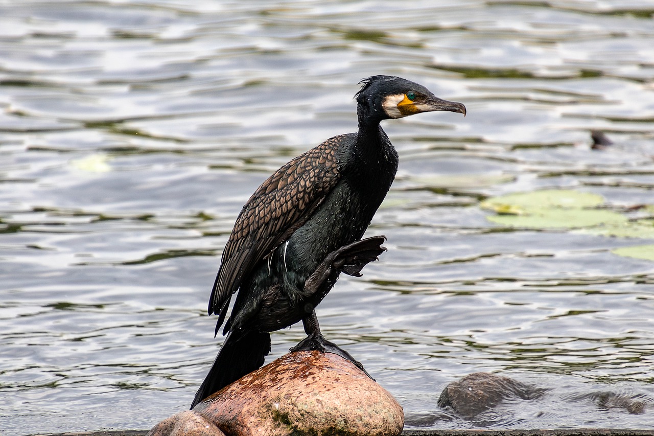 cormorant  bird  animal free photo