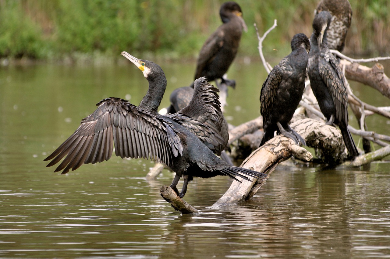 cormorant  water bird  nature free photo