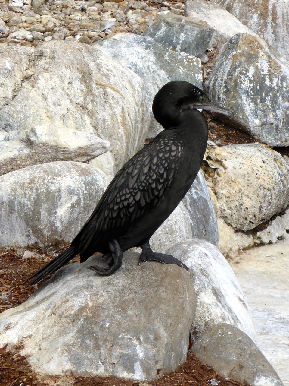 cormorant black seabird free photo