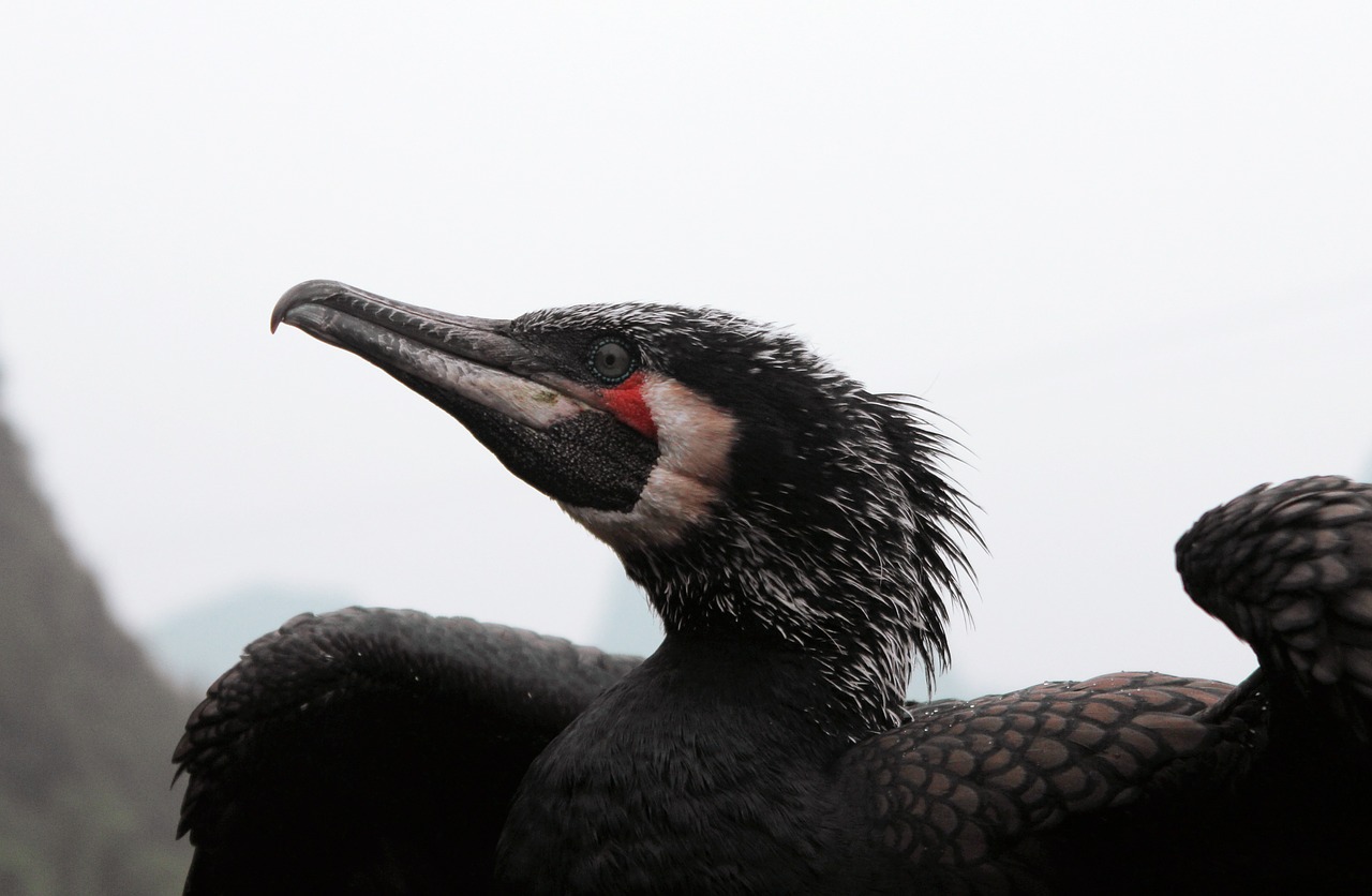 cormorant animal guangxi free photo