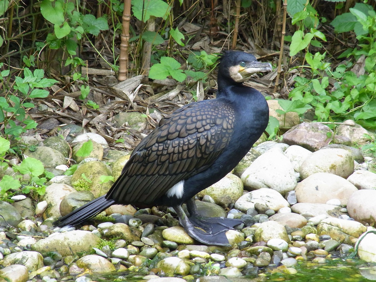 cormorant phalacrocorax carbo bird free photo