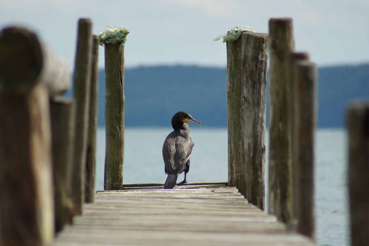 cormorant boardwalk lake free photo