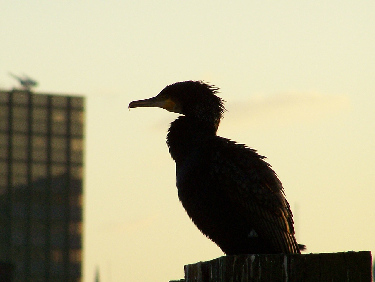 cormorant bird silhouette free photo