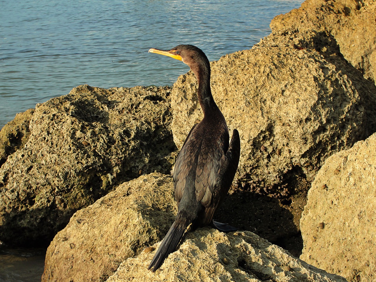 cormorant water bird sea free photo