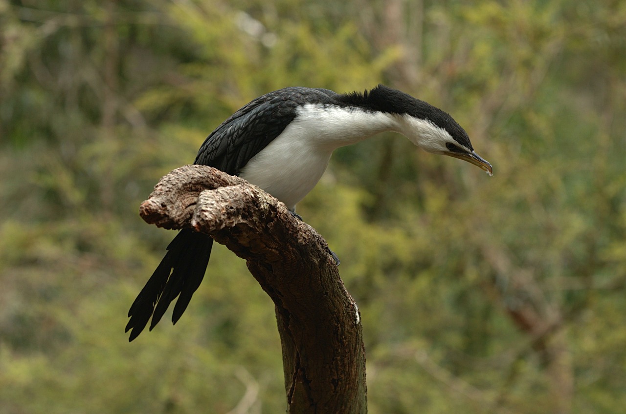 cormorant bird limb free photo