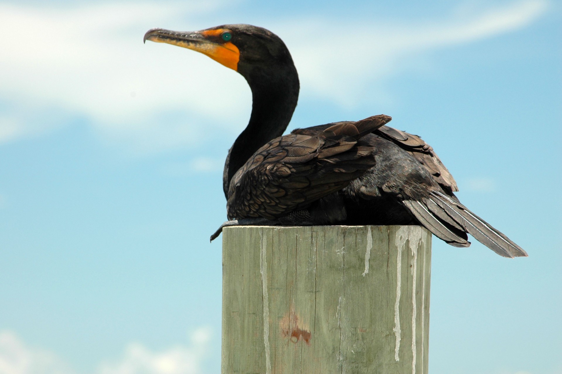 bird cormorant wings free photo