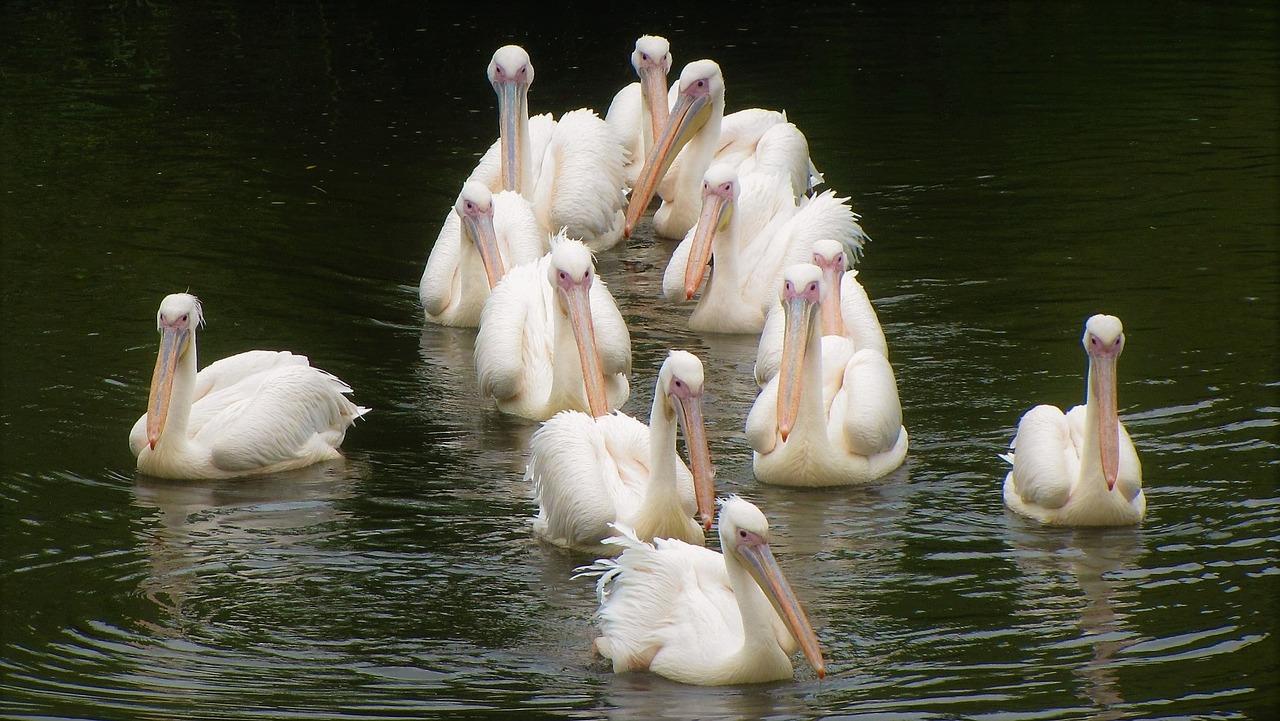 cormorants birds zoo free photo