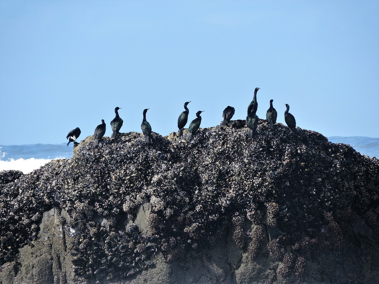 cormorants pelagic cormorants pelagic free photo