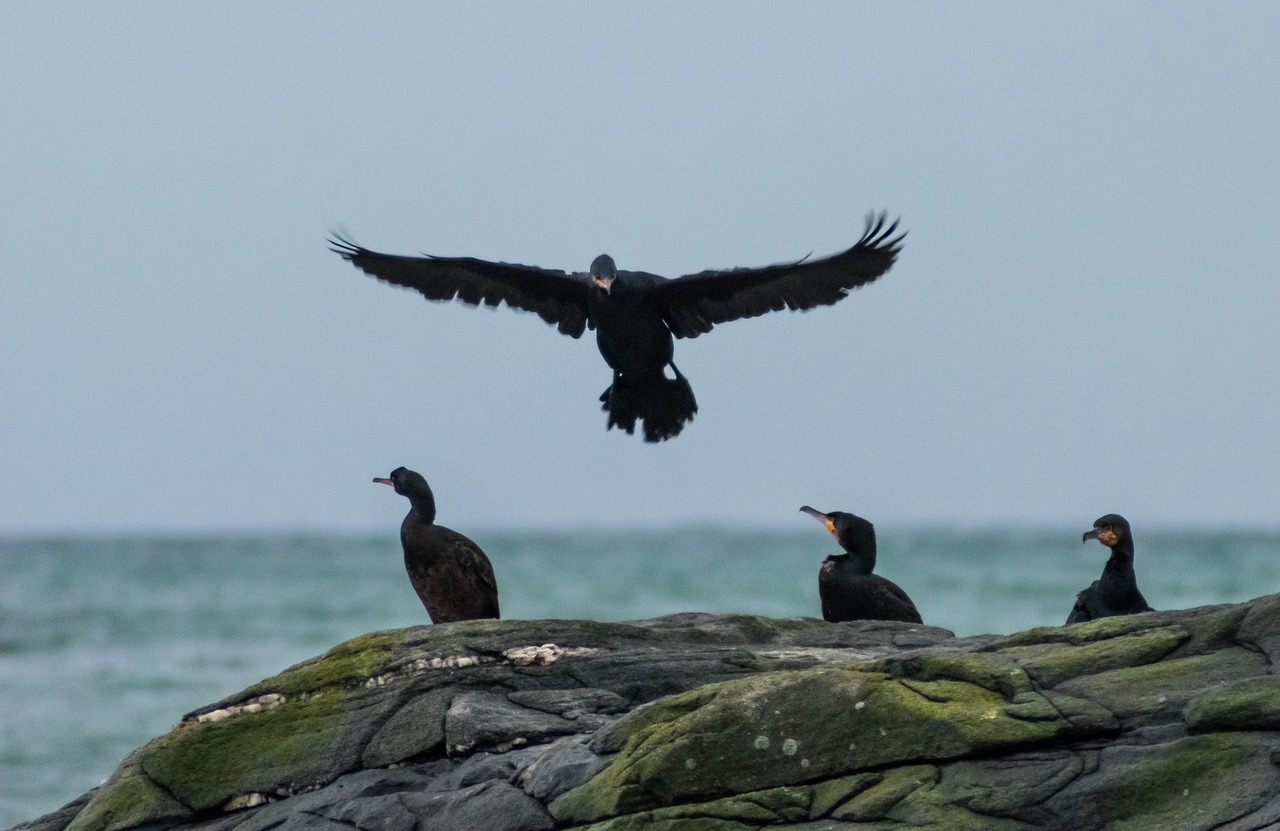 cormorants skarver bird free photo