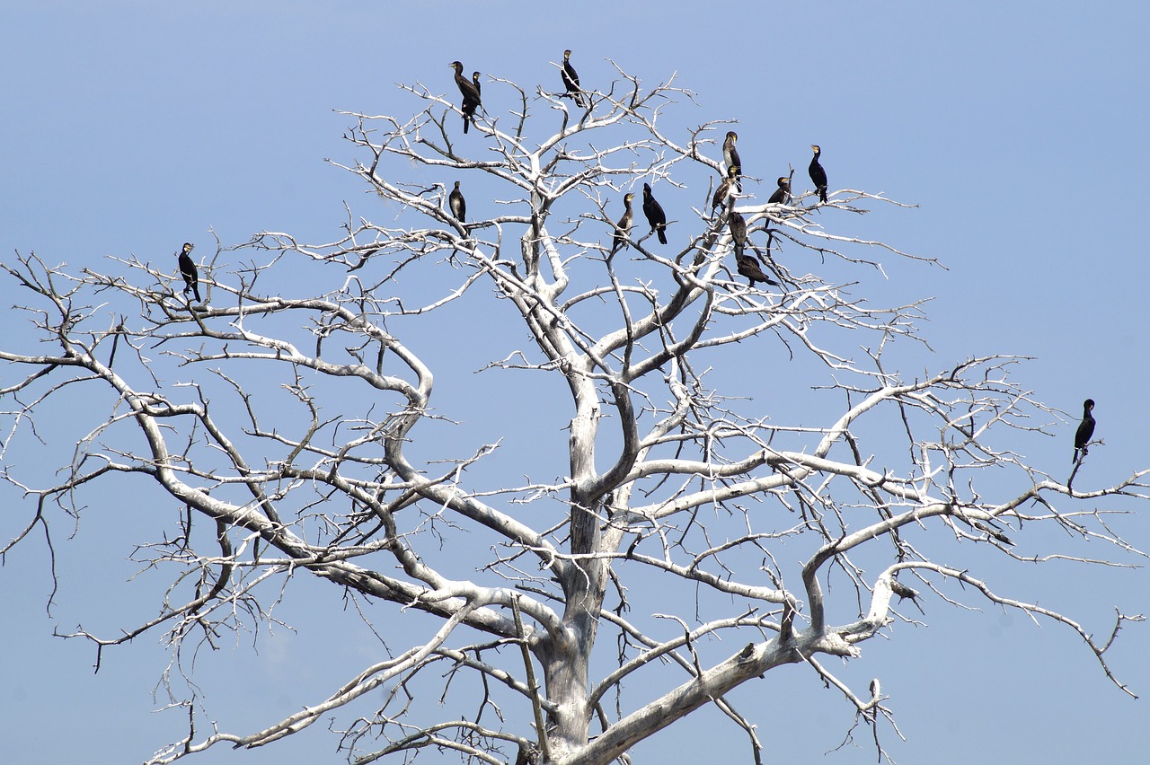 cormorants  black cormorant  phalacrocorax carbo free photo