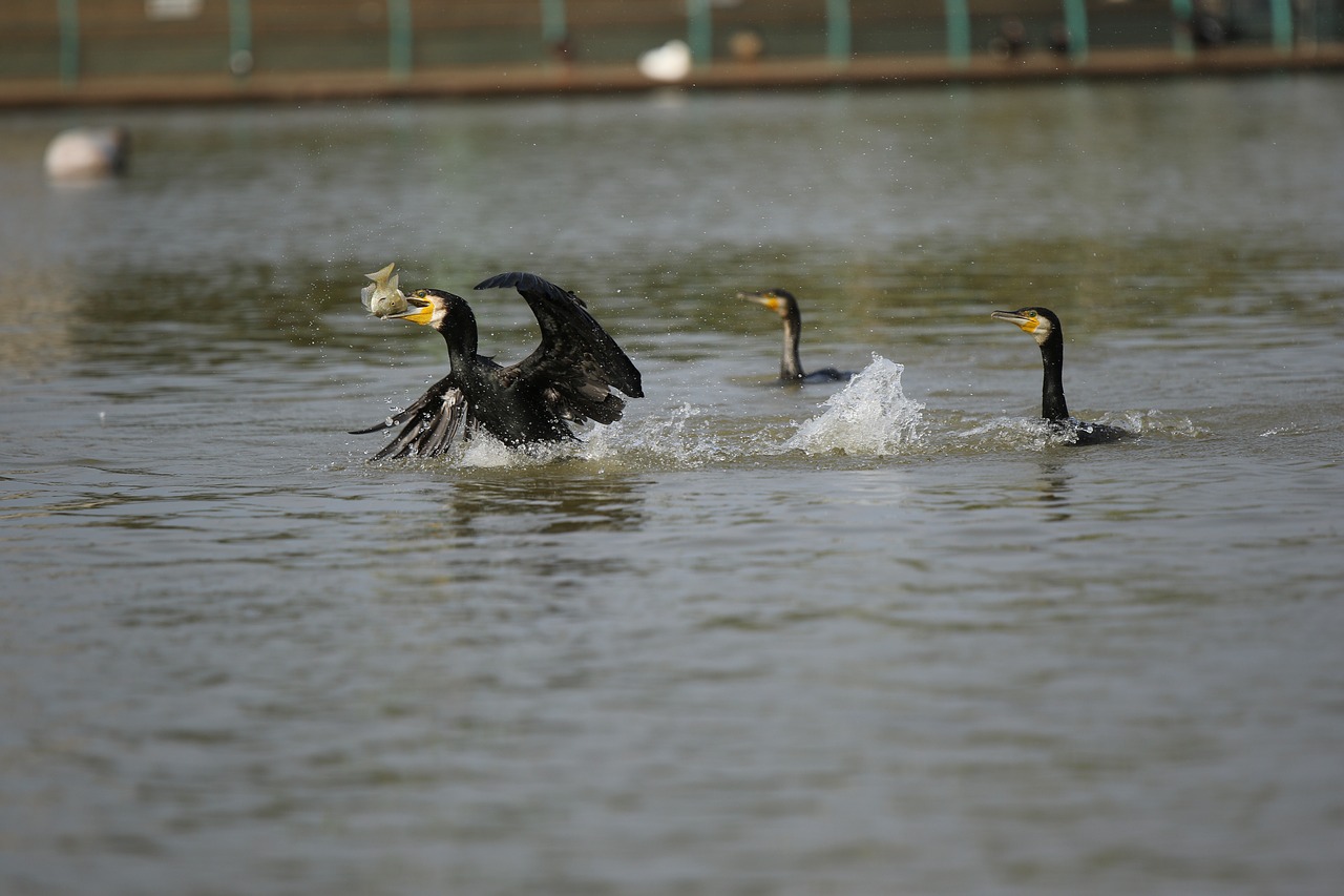 cormorants  hunt  hunting free photo