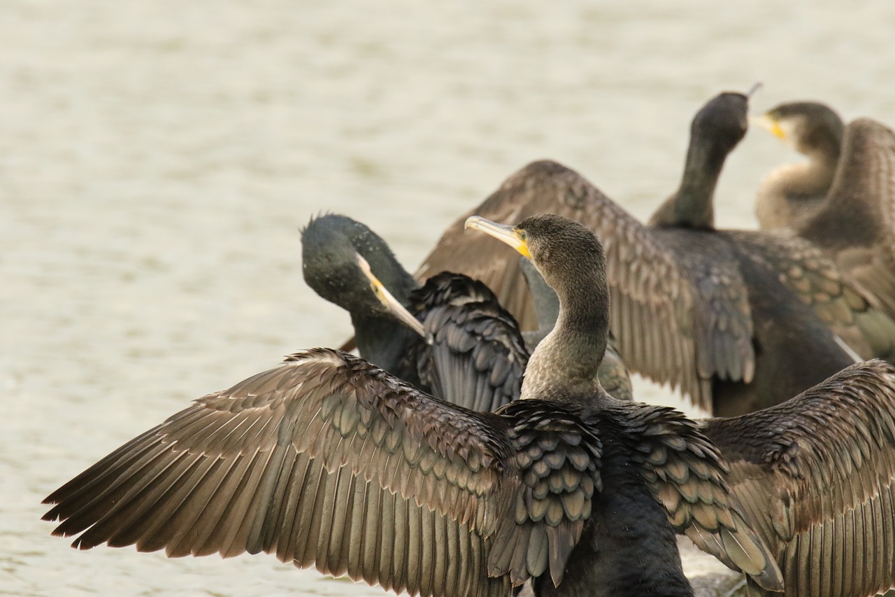 cormorants  birds  wings free photo