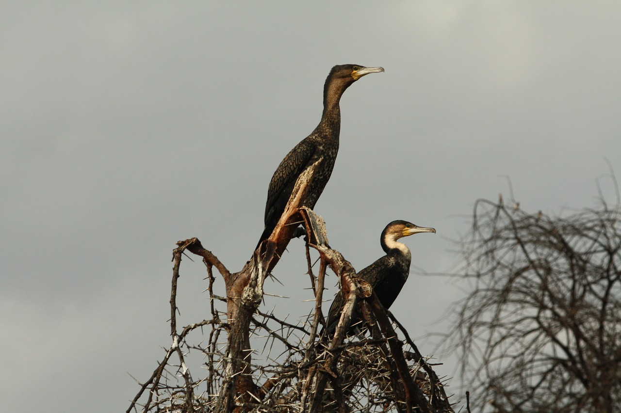 cormorants  animals  birds free photo