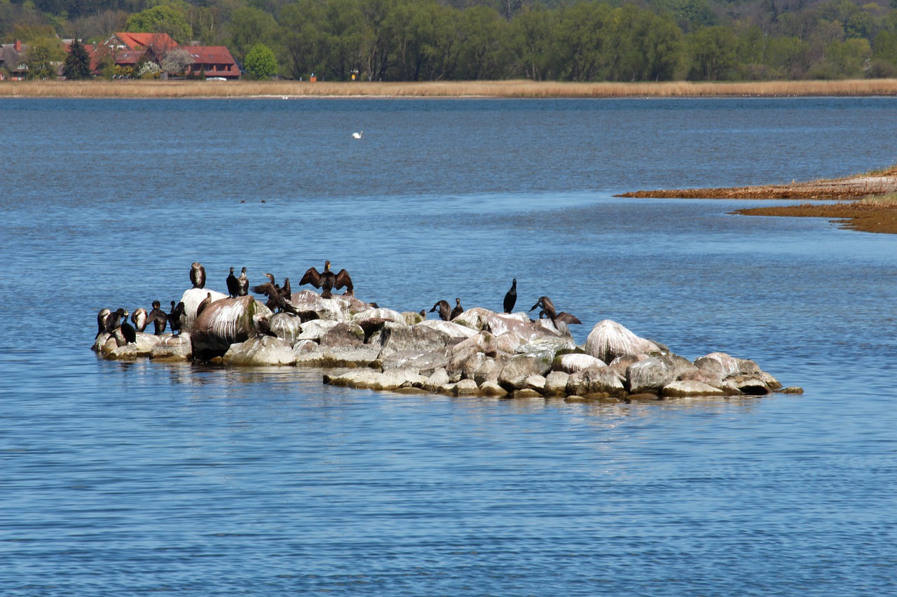 cormorants  gager  rügen island free photo