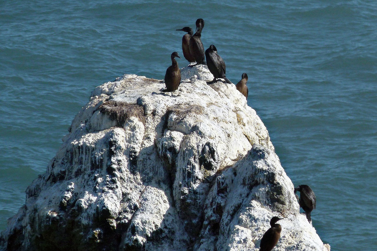 cormorants animals birds free photo