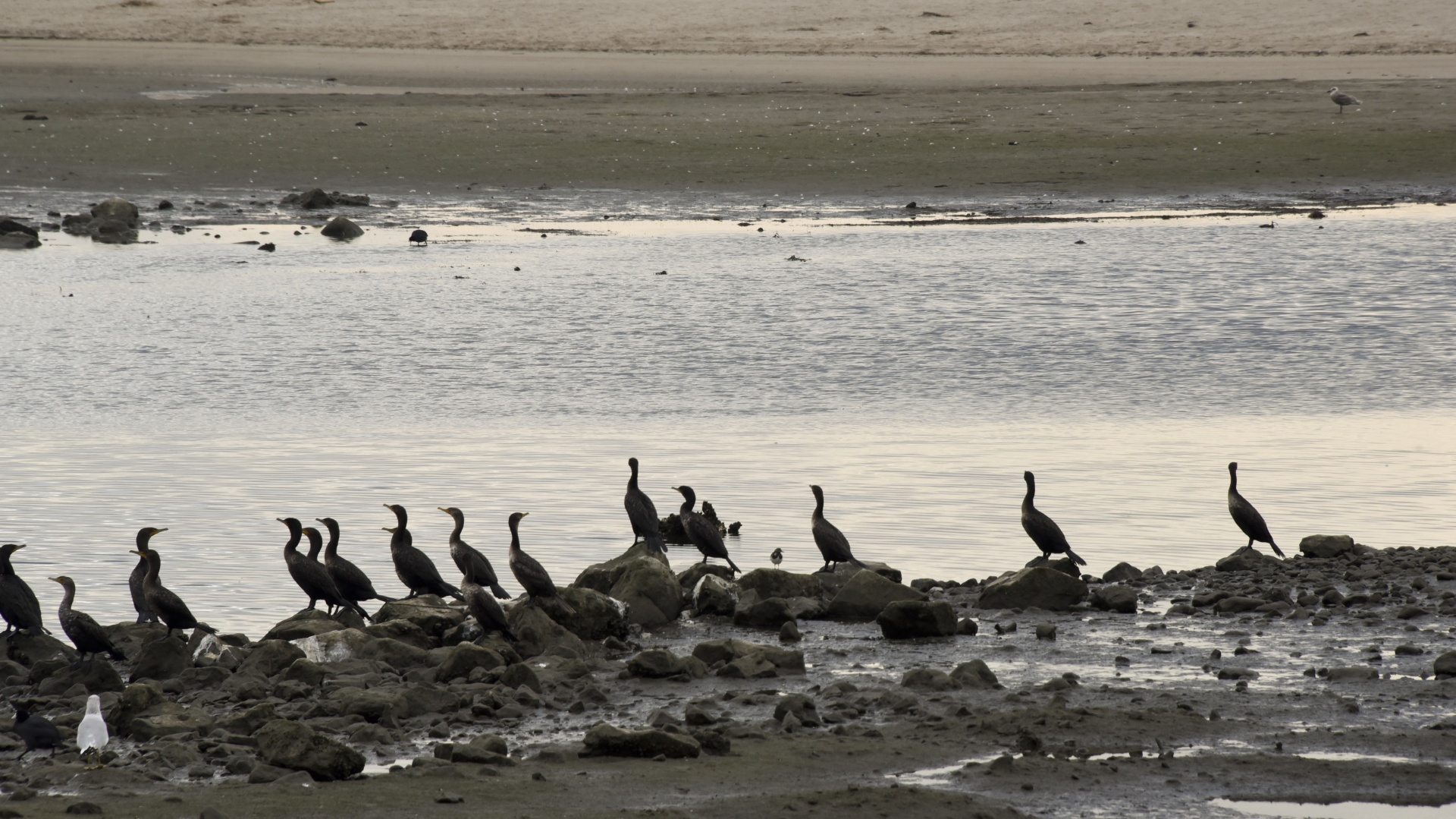 cormorants bird birds free photo