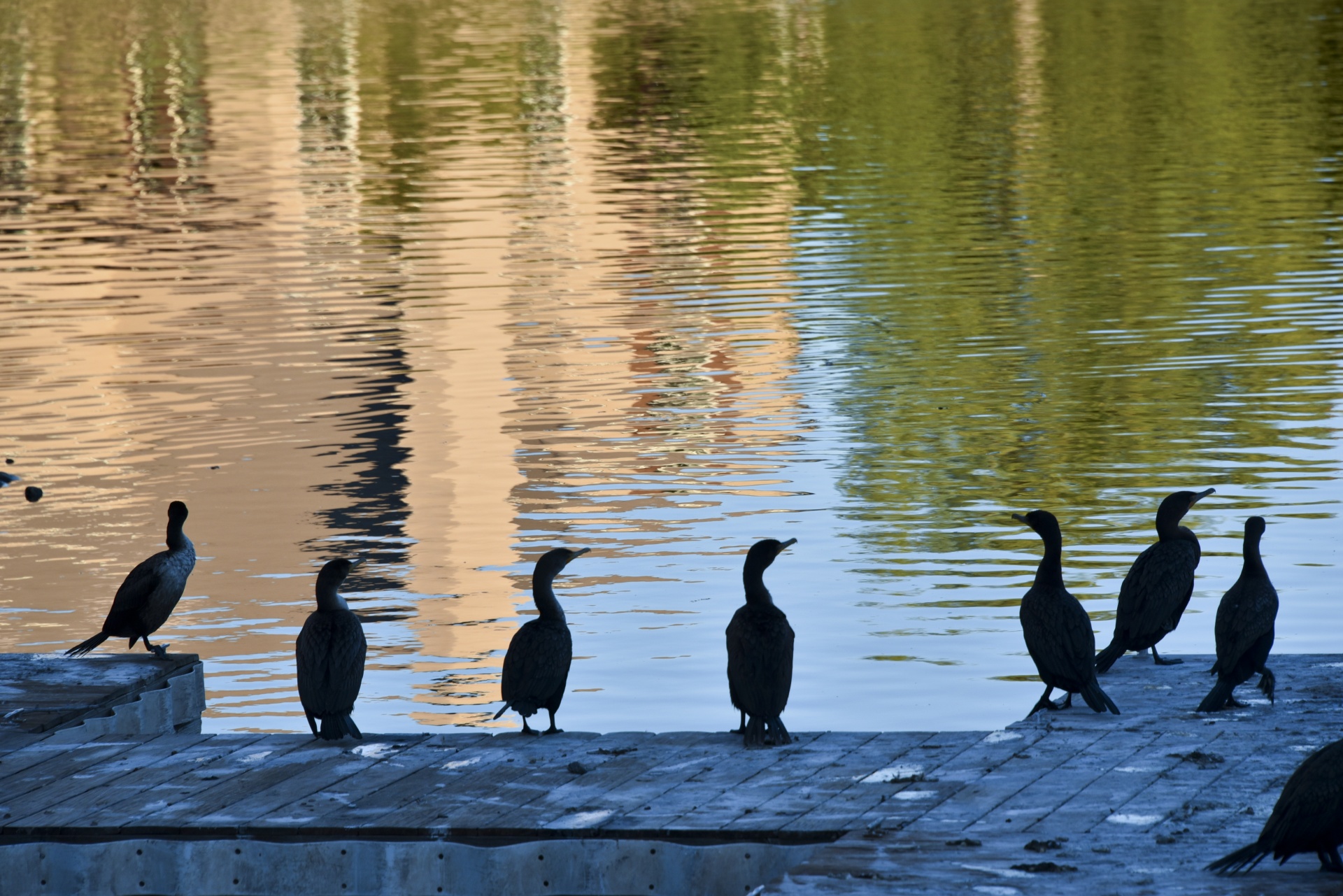 sunset lake cormorants free photo