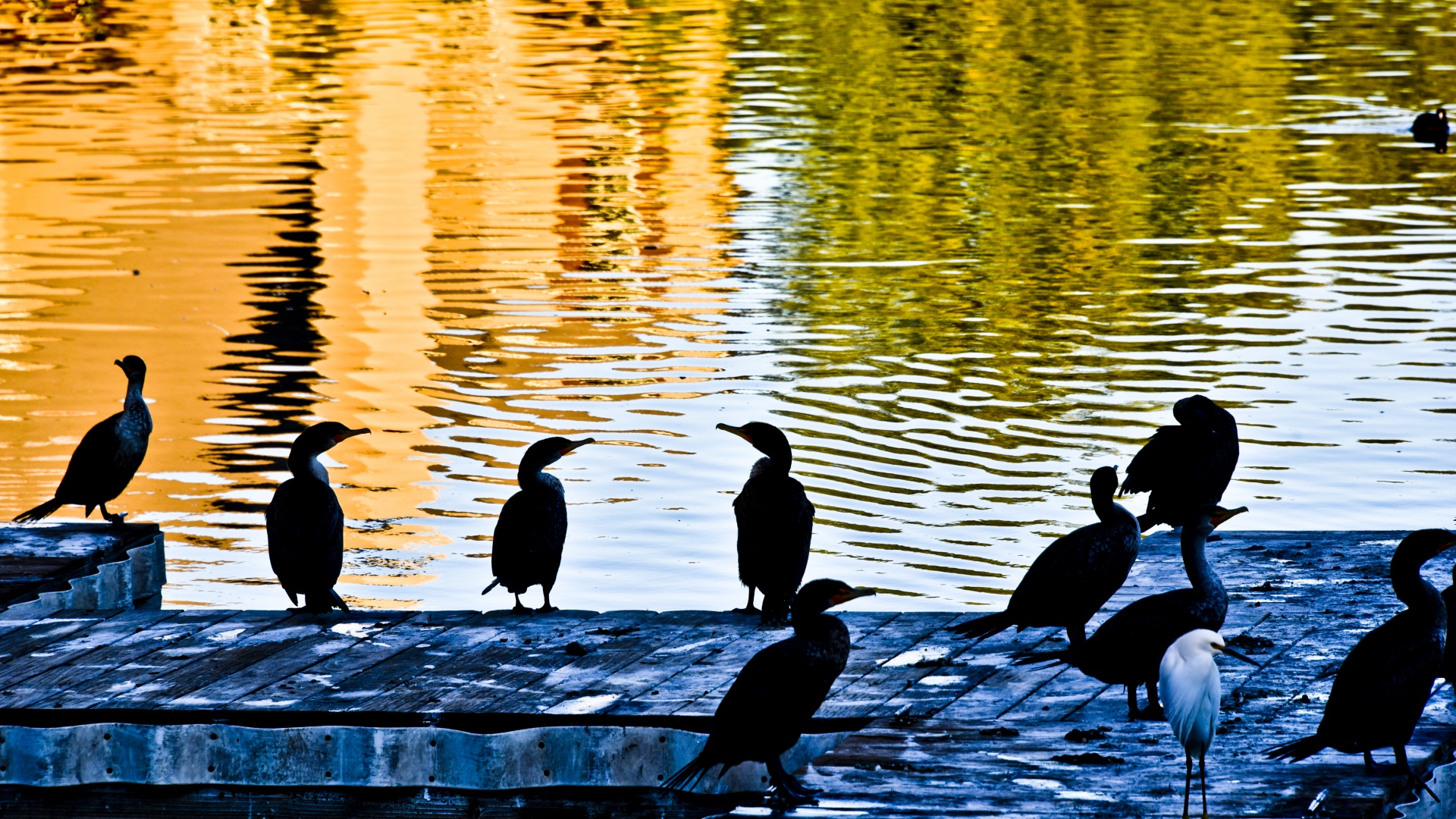 cormorants egret pier free photo