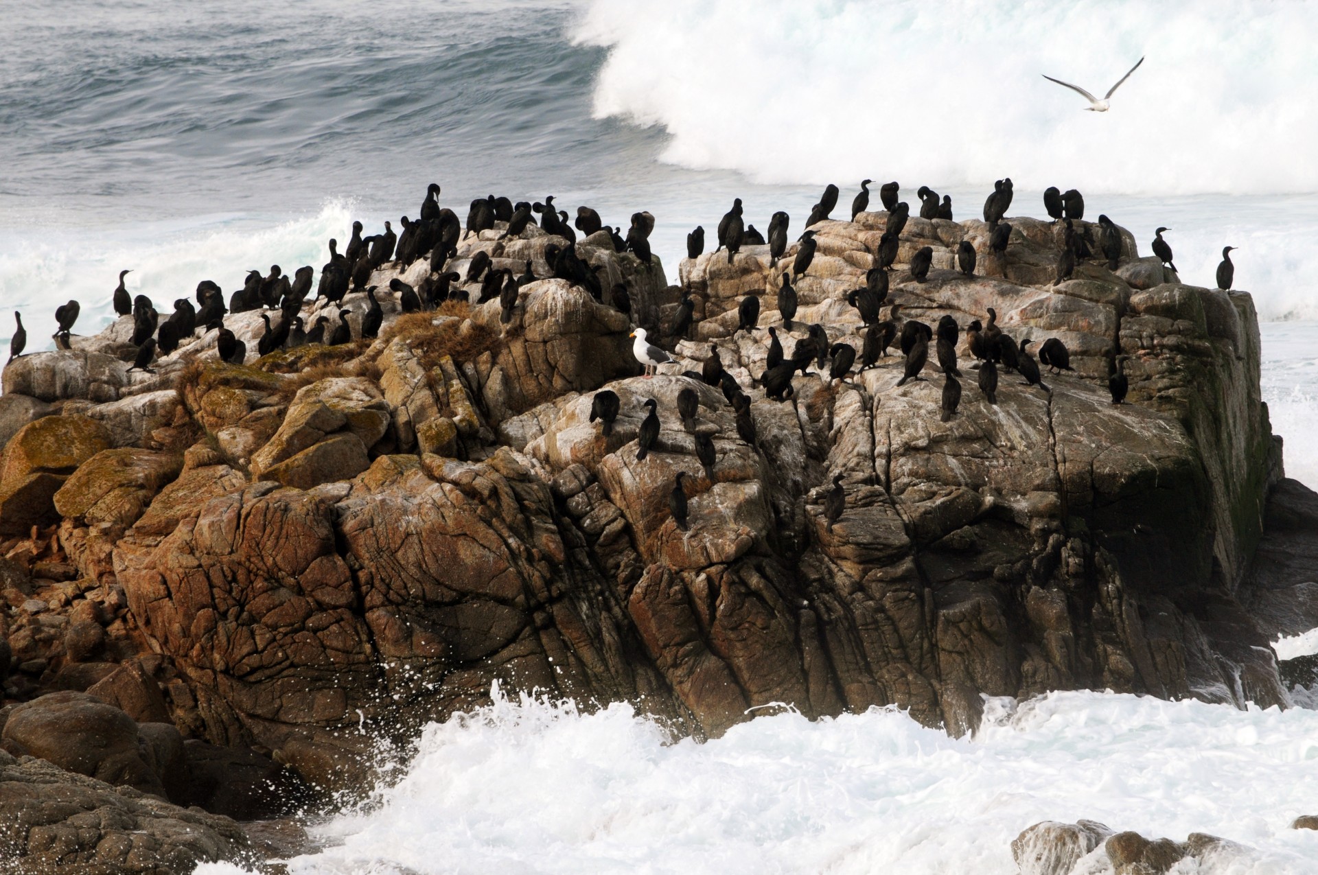 cormorants bird birds free photo