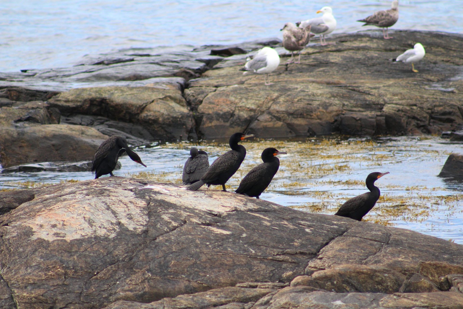 cormorants coast ocean free photo