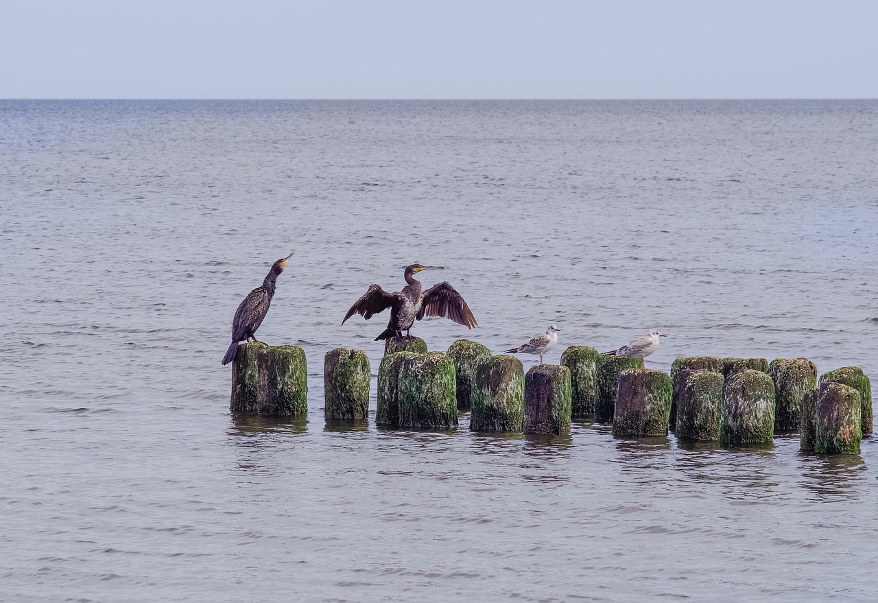 cormorants on the sea  cormorant  breakwater free photo
