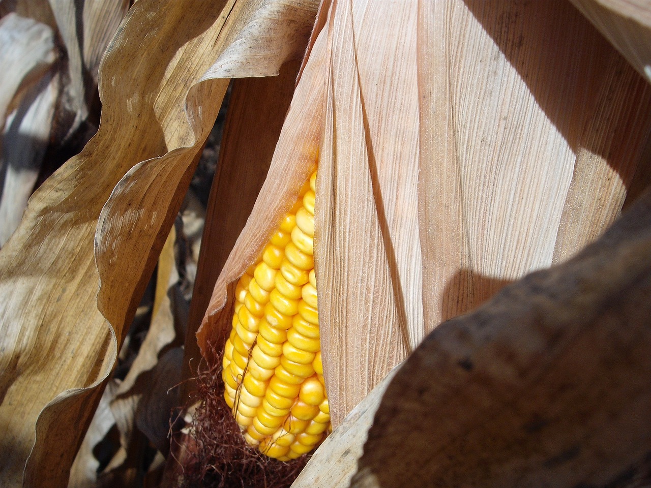 corn stalk cob free photo