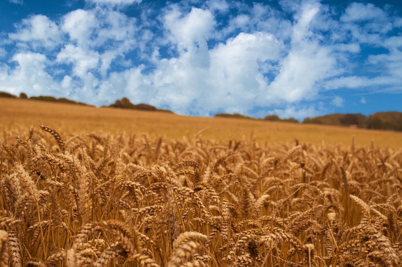 corn field corn field free photo