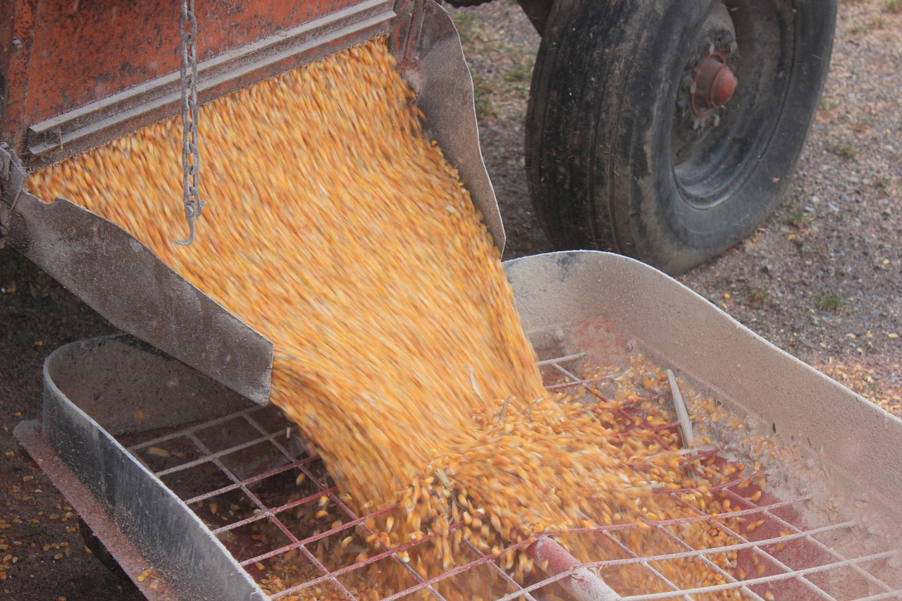 corn harvest shelled corn free photo