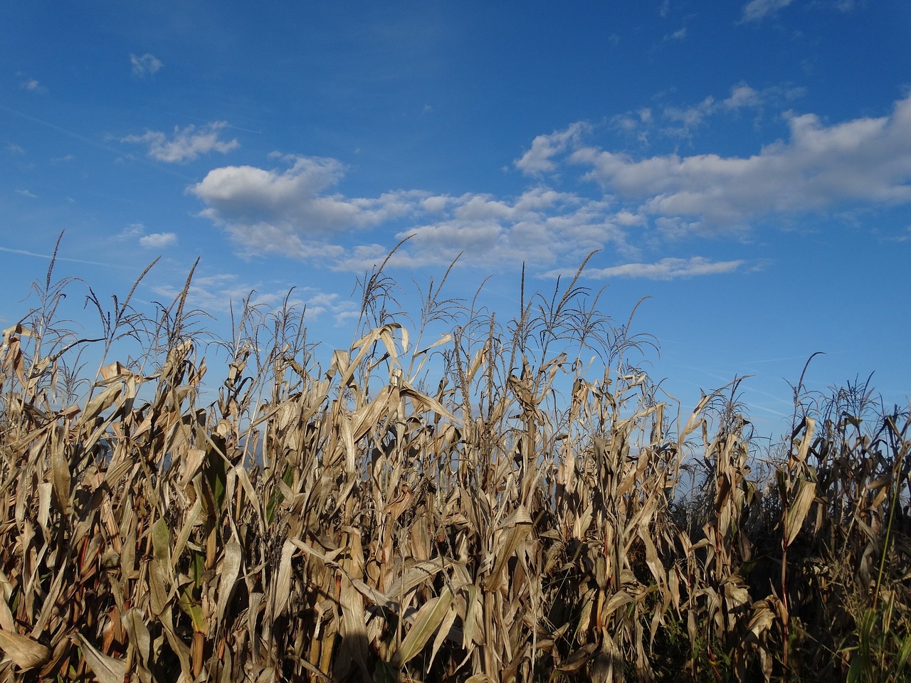 corn field harvest free photo