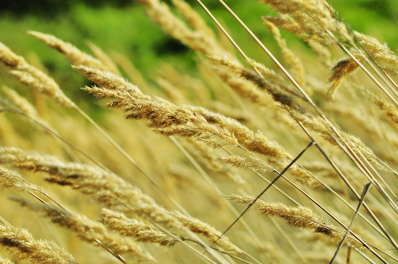 corn meadow nature free photo