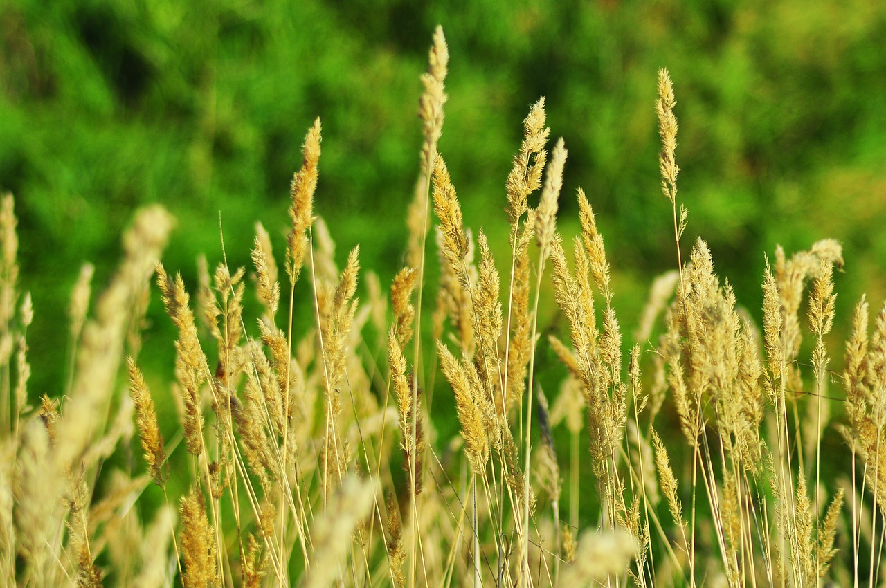 corn field harvest free photo