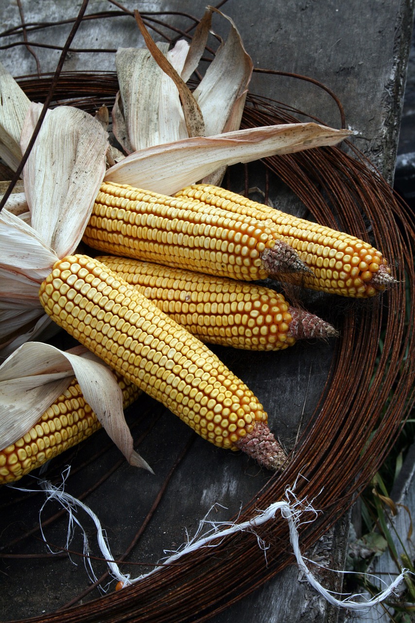 corn husk village free photo