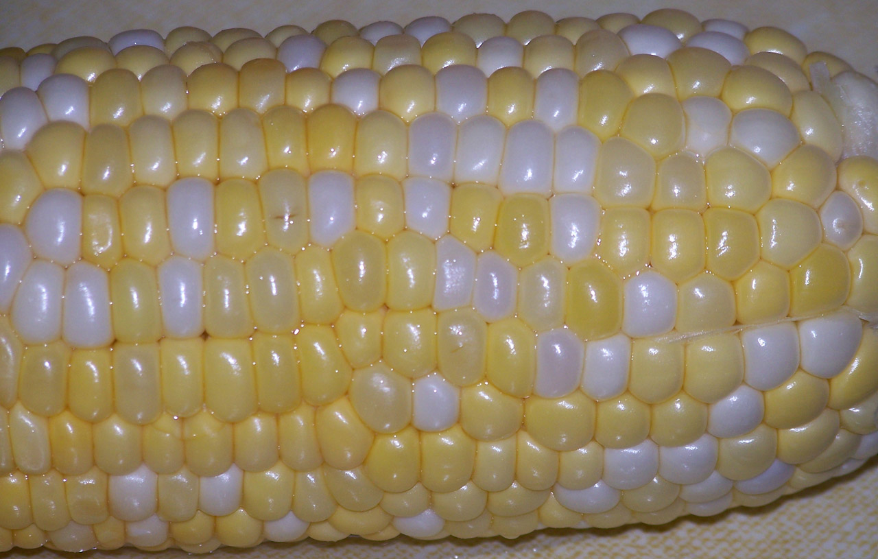 ear corn cob free photo