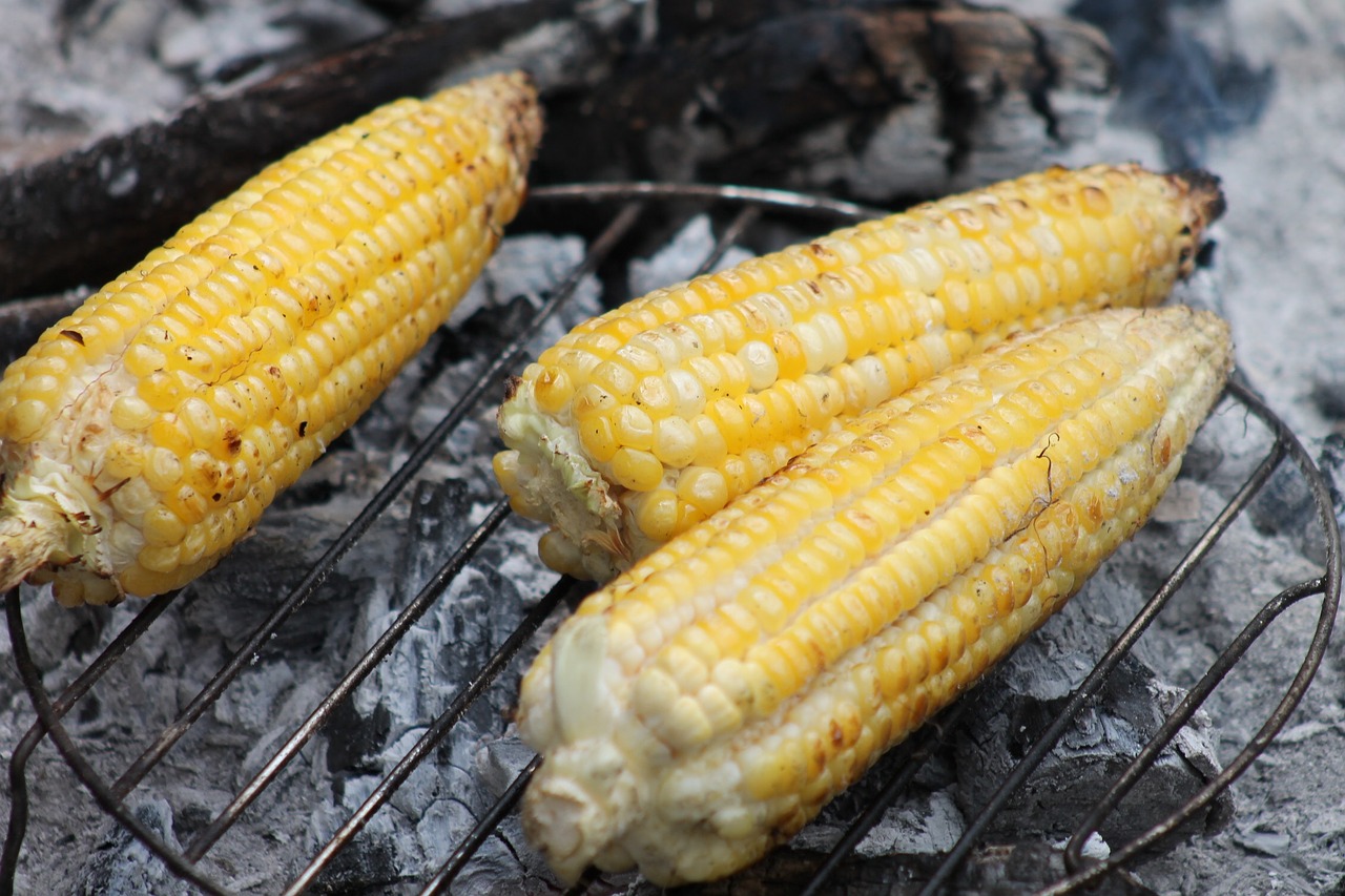 corn cob roast free photo