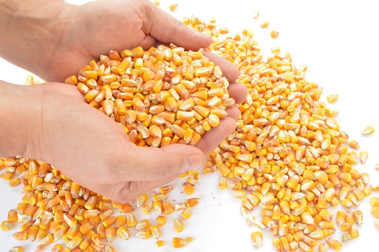 corn cereals harvest free photo