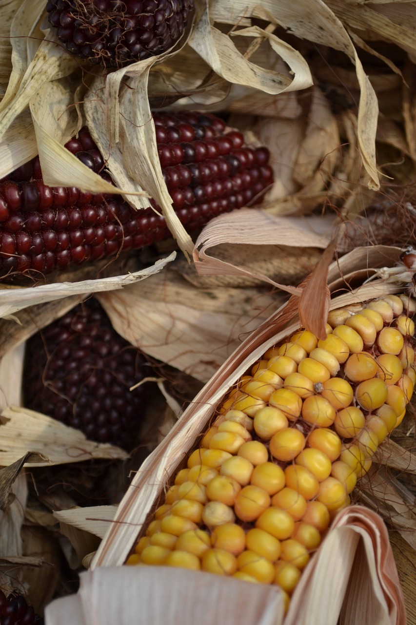 corn autumn fall free photo