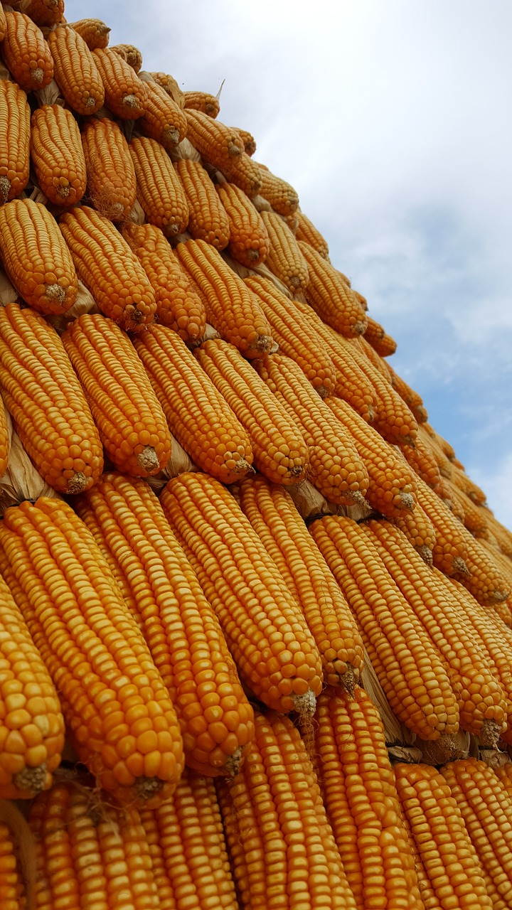 corn sky plant free photo