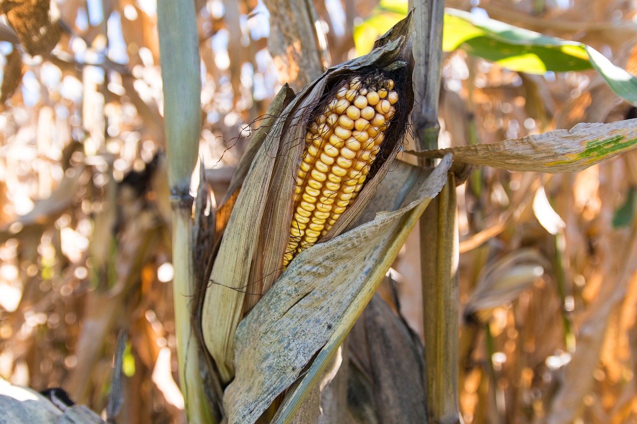 corn field farm free photo