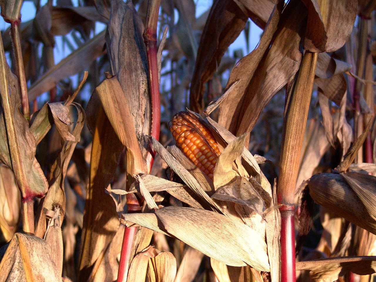 corn autumn harvest free photo